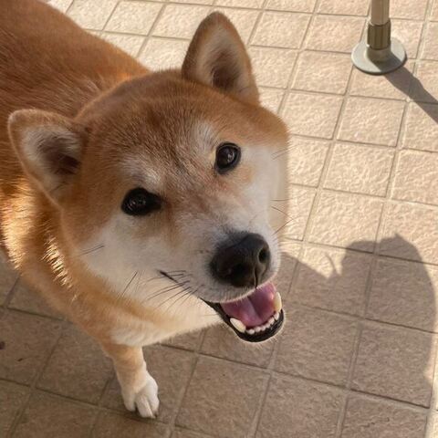 笑顔で飼い主さんをみあげる柴犬
