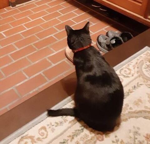 猫の姿のトリミング