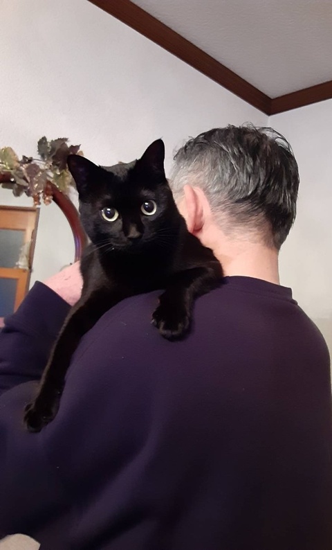 抱っこされてる猫