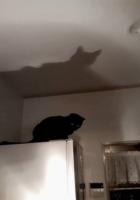 るるちゃんの影