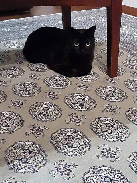 テーブルの下に座ってるるるちゃん