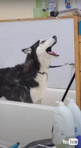吠える犬