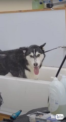 舌を出して嫌がる犬