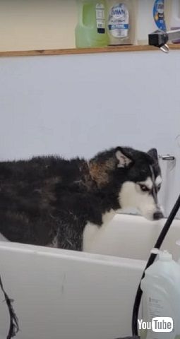 飼い主さんを見る犬