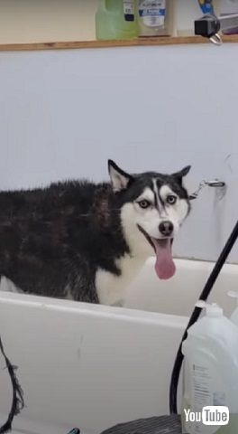 飼い主さんを見つめる犬