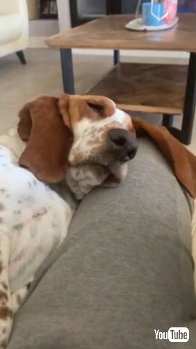 目が半開きな犬