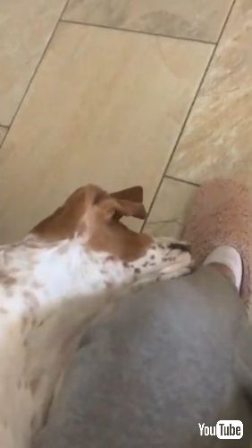 頭がずり落ちる犬