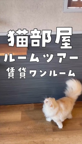 猫が幸せに暮らせる部屋