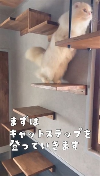 ステップをのぼる猫