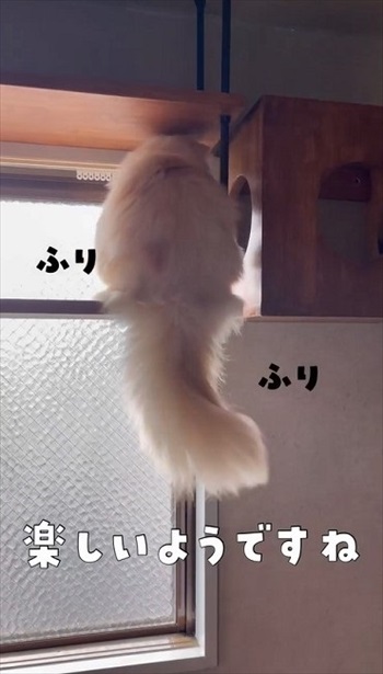 猫が幸せに暮らせる部屋