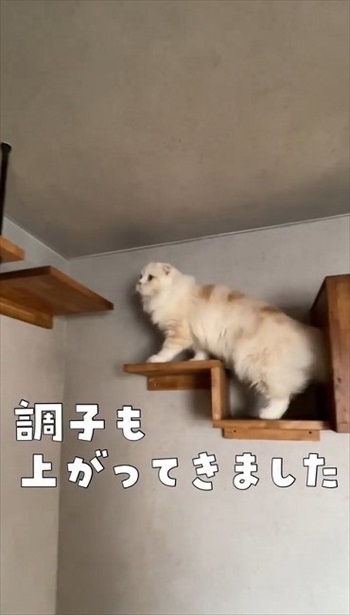 ジャンプする猫