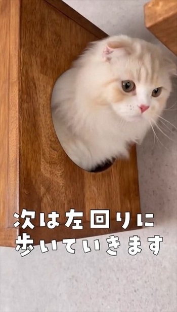 ボックスの中に入った猫