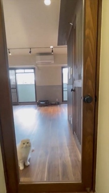 猫が幸せに暮らせる部屋