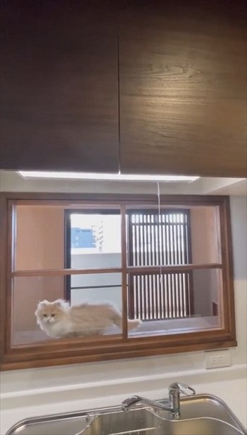 猫の様子が分かるキッチン