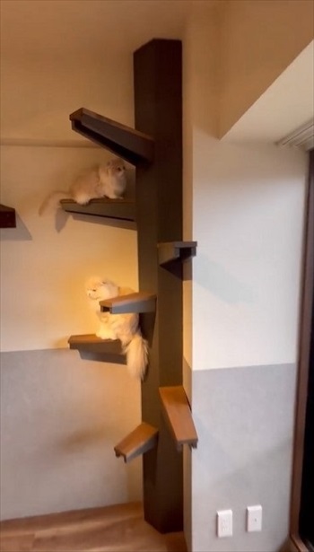 猫がよろこぶ遊び場