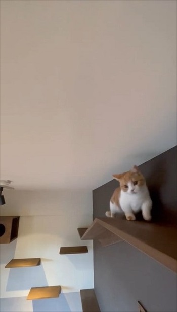 猫ファーストの部屋