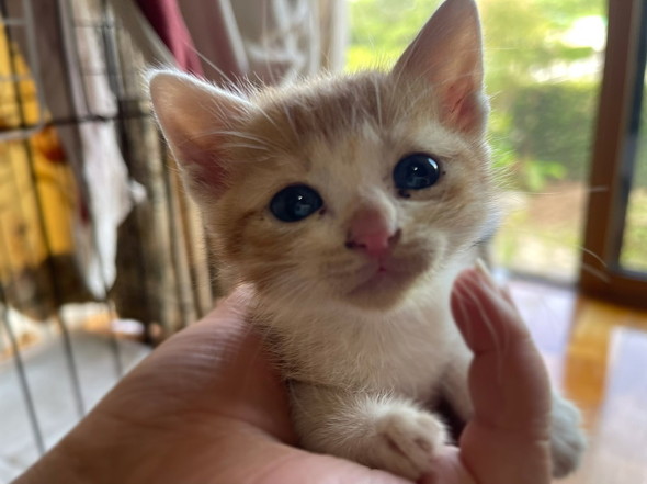 保護された茶トラ子猫