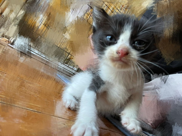 保護された黒白猫ちゃん