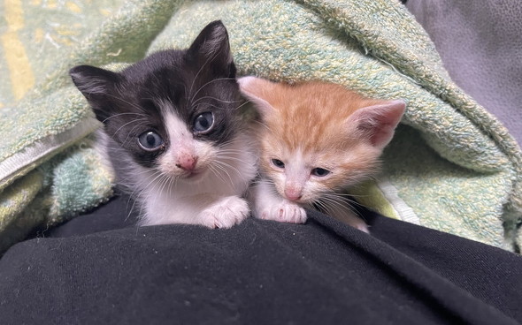 タオルに包まれる子猫たち