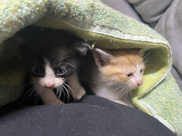 タオルにくるまる子猫