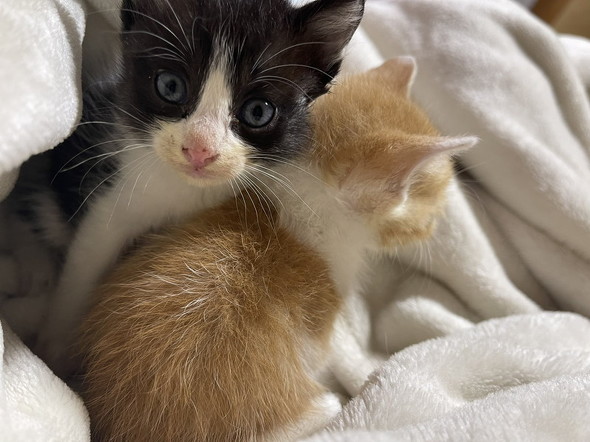 きょとんとした表情