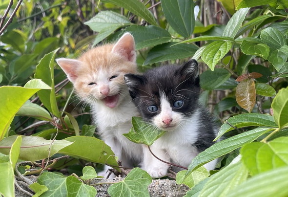 保護された猫兄弟