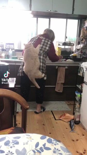 背中にしがみつく猫