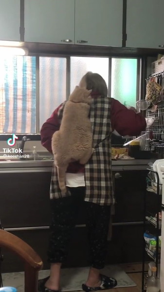 登っていく猫