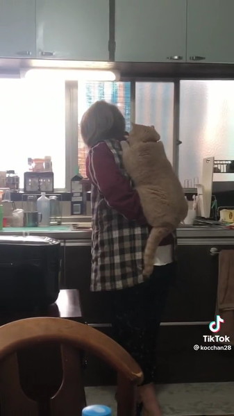 お母さんに乗りたい猫ちゃん