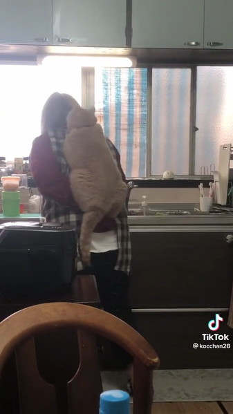お母さんに乗りたい猫ちゃん
