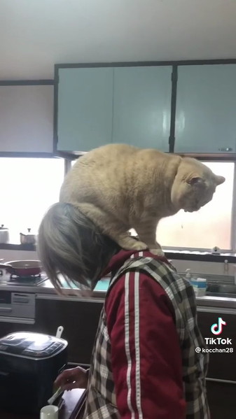 お母さんに乗りたい猫ちゃん