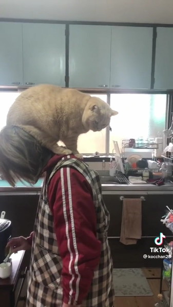 お母さんに乗りたい猫ちゃん