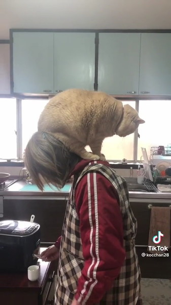 お母さんに乗りたい猫ちゃん