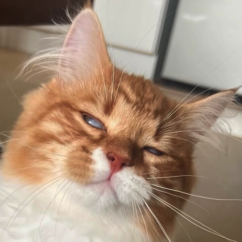 必死の形相の猫