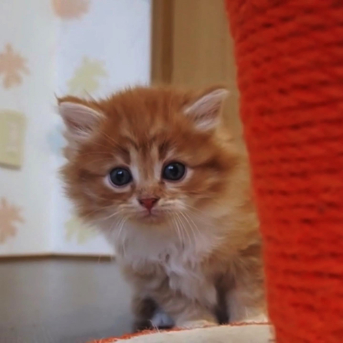 迎えた当初の猫