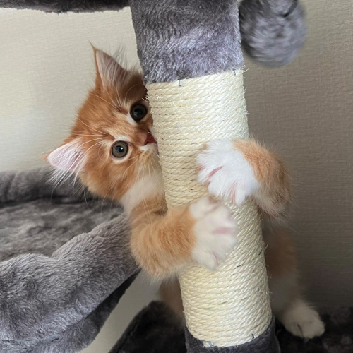 元気いっぱいの猫