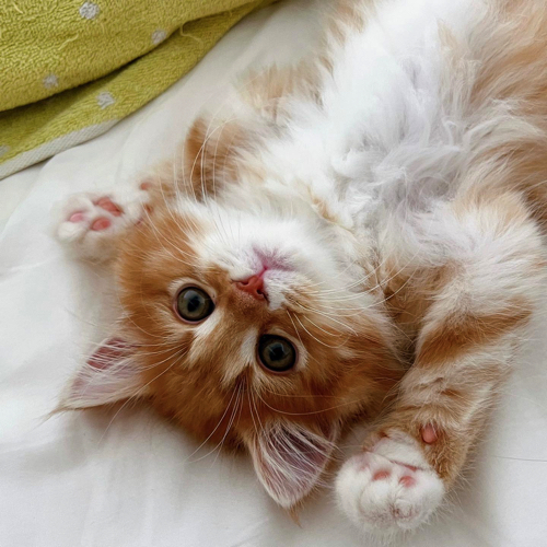 寝るときノーガードの猫