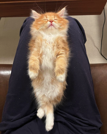 安心しきった猫