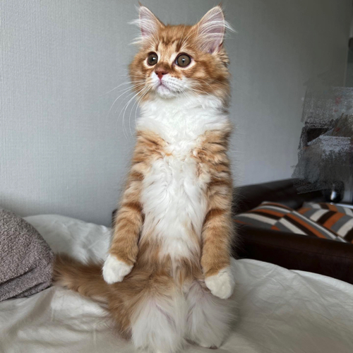 立ち上がる猫ちゃん