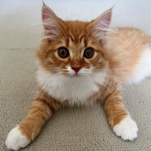 キラキラの表情の猫ちゃん