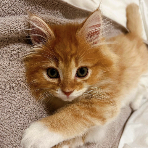 凛々しく見つめる猫