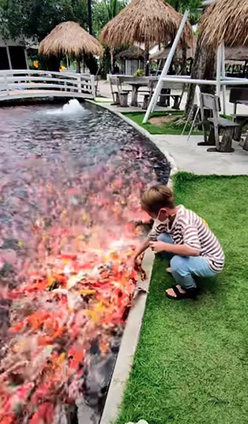 餌を求める鯉の勢いがすごい　タイのインスタグラマーの餌やり動画がLIVE会場のような白熱ぶり