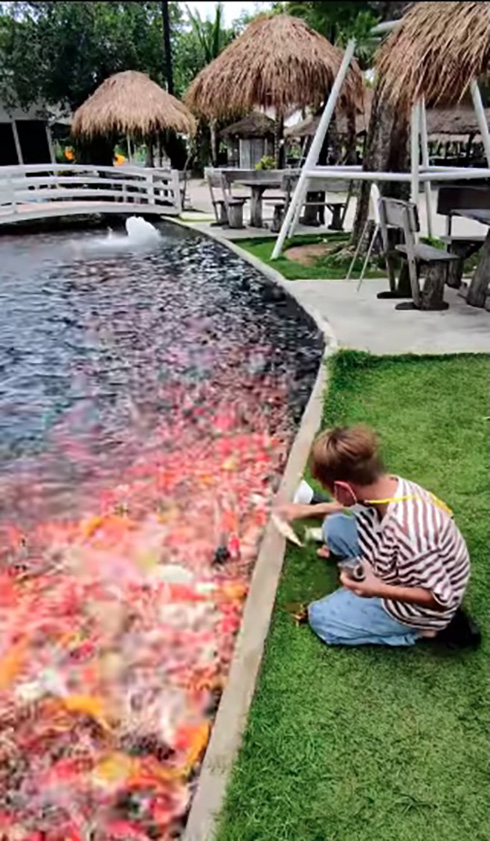 餌を求める鯉の勢いがすごい　タイのインスタグラマーの餌やり動画がLIVE会場のような白熱ぶり