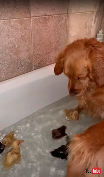 アヒルを見守る犬