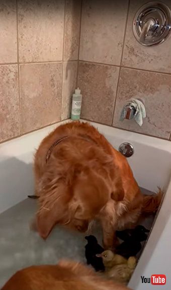 アヒルの子に顔を近づける犬