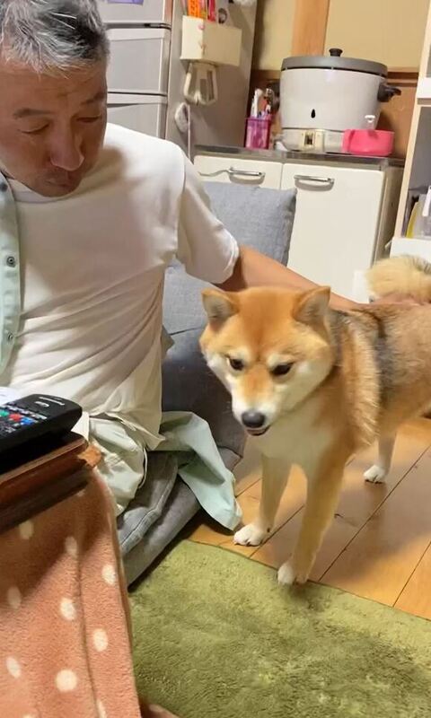 なでられながら下見てる