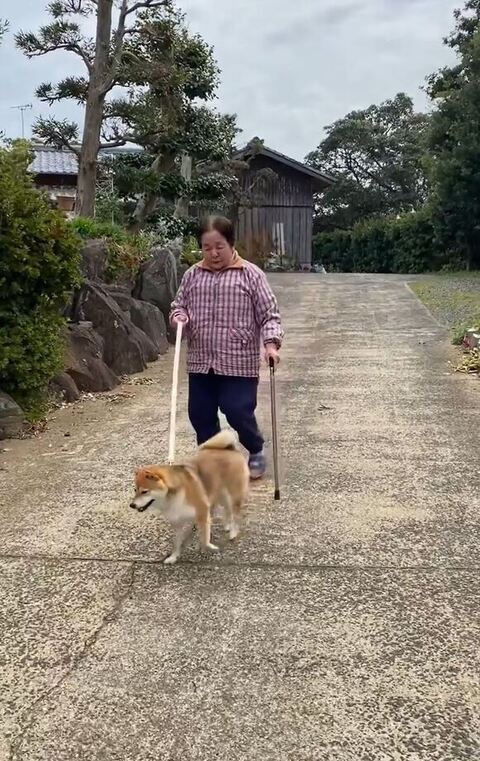 おばあちゃんを先導するむぎちゃん