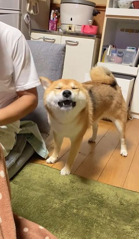 目つぶってるむぎちゃん