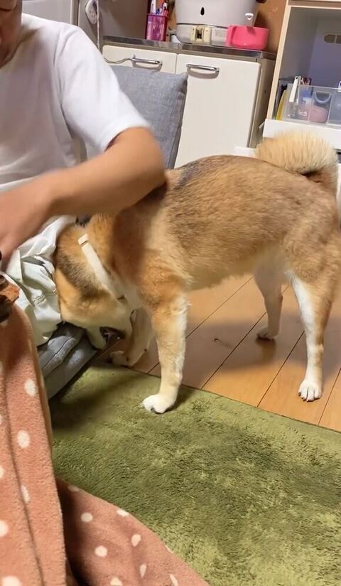 お父さんに顔をうずめる