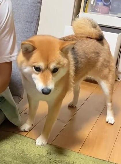 落ち込む柴犬